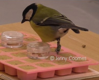 Inhibitory control, exploration behaviour and manipulated ecological context are associated with foraging flexibility in the great tit