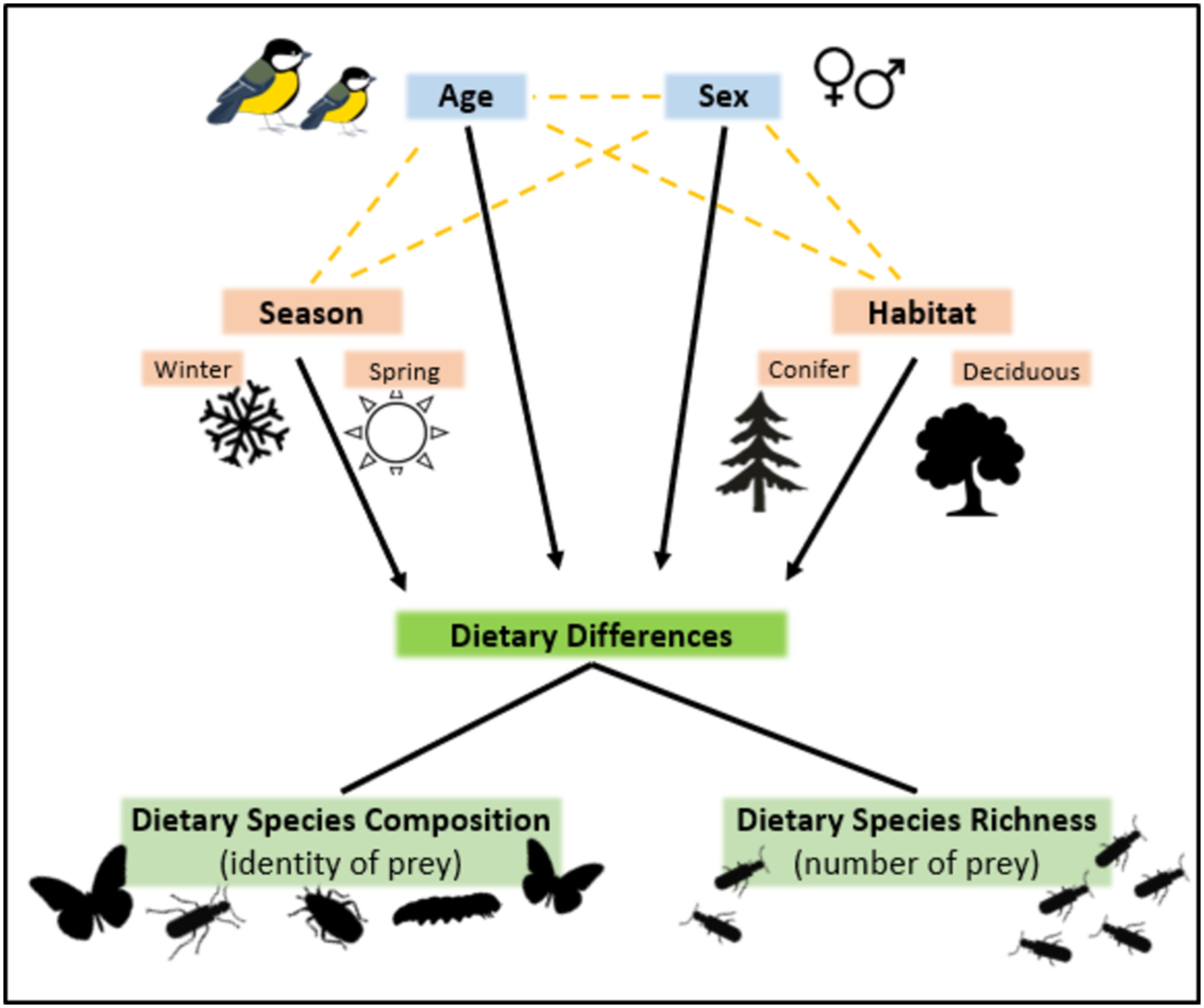 Spatio Temporal Variation in Diet Among Age and Sex Cohorts of a Model Generalist Bird Species, the Great Tit scp i Parus major i scp : New Insights Revealed by scp DNA scp Metabarcoding