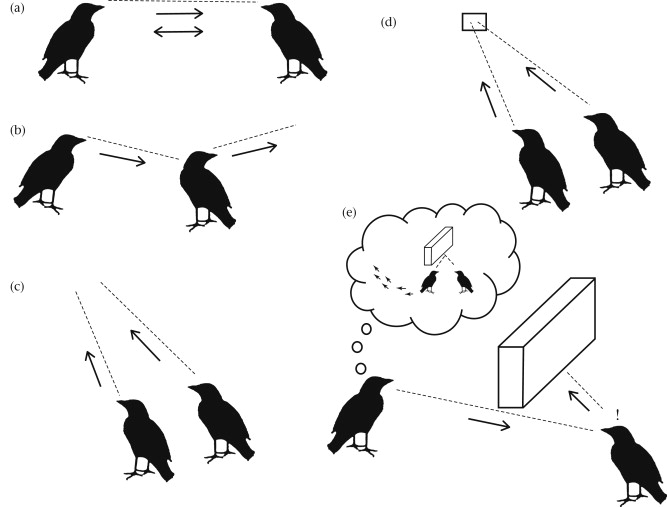 Gaze sensitivity: function and mechanisms from sensory and cognitive perspectives