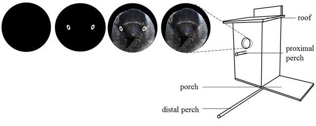 Salient eyes deter conspecific nest intruders in wild jackdaws i Corvus monedula i