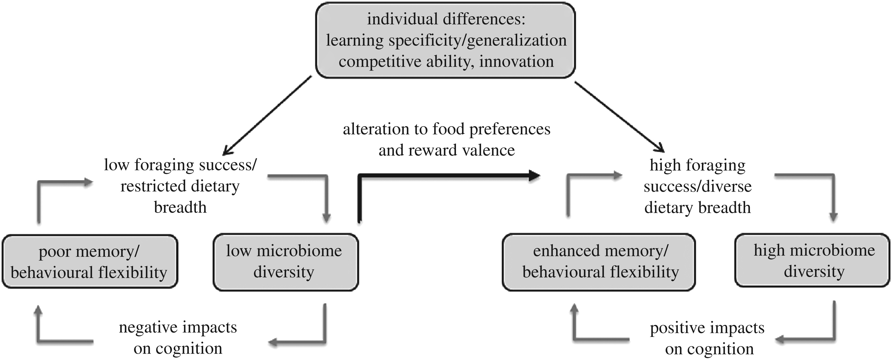 The gut microbiome as a driver of individual variation in cognition and functional behaviour