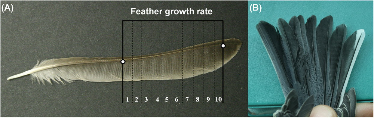A longitudinal analysis of the growth rate and mass of tail feathers in a great tit population: ontogeny, genetic effects and relationship between both traits