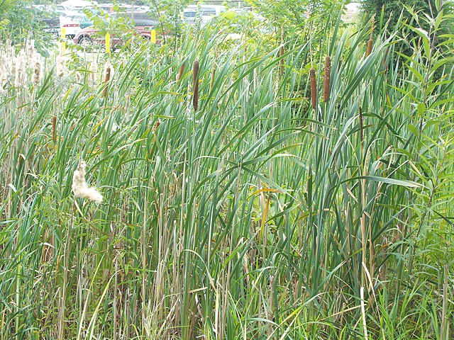 lt;p class HeadingRunIn gt; lt;strong gt;What can WE do for urban insect biodiversity Applying lessons from ecological research lt; strong gt; lt; p gt;