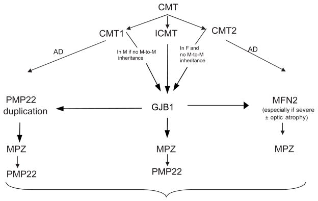 Charcot Marie Tooth disease: frequency of genetic subtypes and guidelines for genetic testing