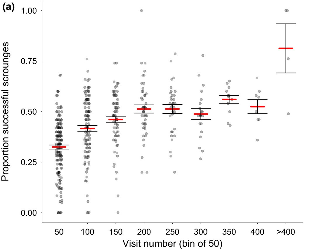 Cognition and covariance in the producer scrounger game
